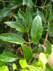 Cissus paullinifolia