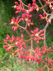 Cissus paullinifolia