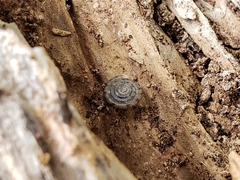 Polygyrinae
