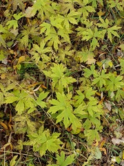 Anemonastrum canadense