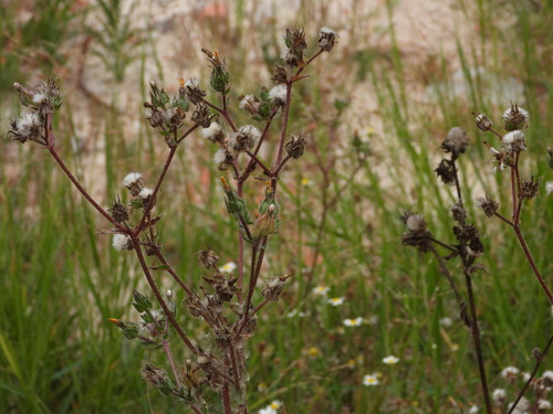 Ein weiteres Foto von Bristly oxtongue