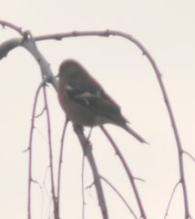 Fringilla coelebs coelebs