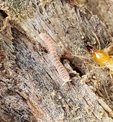 Pyrgodesmidae
