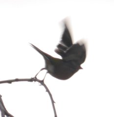 Fringilla coelebs coelebs
