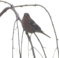 Fringilla coelebs coelebs