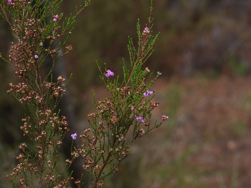 Erica umbellata (Erica umbellata)