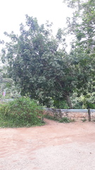 Kigelia