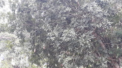 Kigelia