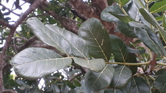 Kigelia