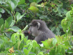 Cercopithecus mitis labiatus