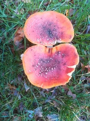Amanita muscaria