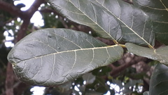 Kigelia
