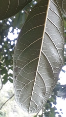 Kigelia