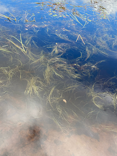 Swaying bulrush (Schoenoplectus subterminalis)