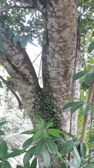 Kigelia