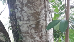 Kigelia