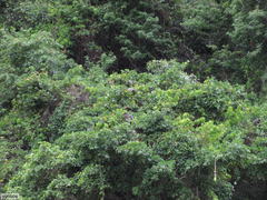 Cercopithecus mitis labiatus