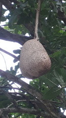 Kigelia