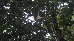 Kigelia
