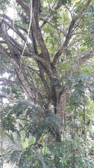 Kigelia