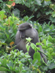 Cercopithecus mitis labiatus