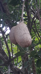 Kigelia