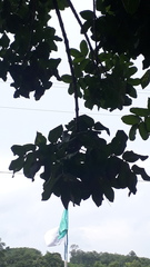 Kigelia