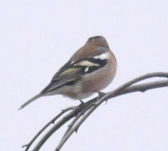 Fringilla coelebs coelebs