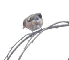 Fringilla coelebs coelebs
