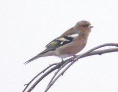 Fringilla coelebs coelebs
