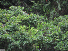 Cercopithecus mitis labiatus