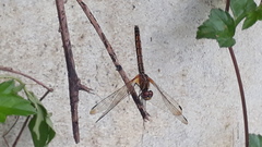 Trithemis aurora