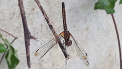 Trithemis aurora