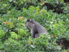 Cercopithecus mitis labiatus