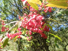 Euonymus morrisonensis