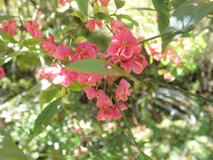 Euonymus morrisonensis