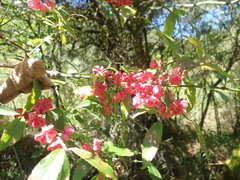 Euonymus morrisonensis