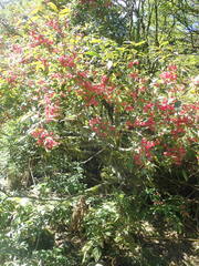 Euonymus morrisonensis