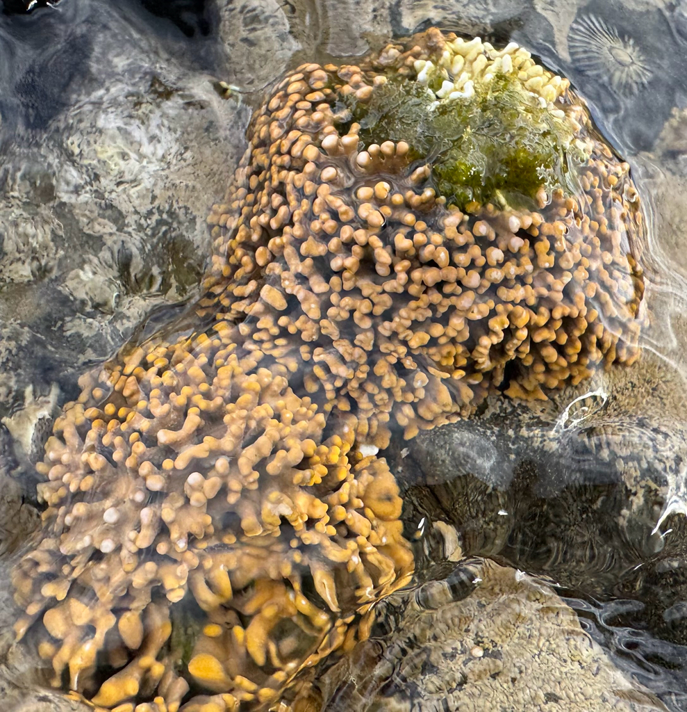 Spongites hyperellus
