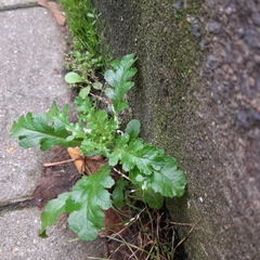 Senecio vulgaris