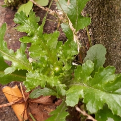Senecio vulgaris