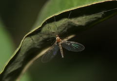 Macrocerinae