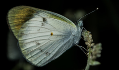 Colotis etrida