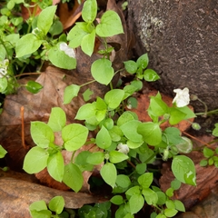Stellaria media