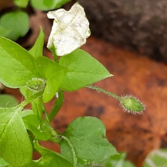 Stellaria media