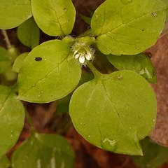 Stellaria media