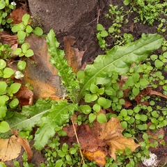 Cirsium arvense