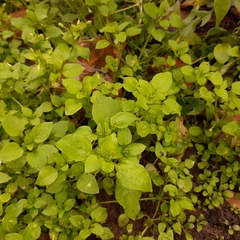 Stellaria media