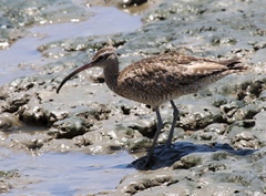 Numenius phaeopus variegatus