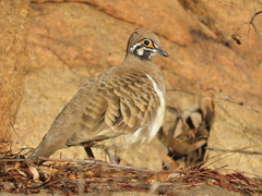 Squatter Pigeon photo 1